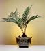 Bonsai Boy's Sago Palm Bonsai Tree - Exotic<br><i>(Cycas Revoluta)</i>