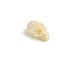 Fruit Bat Skull 1-2