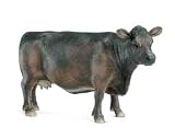 Angus Cow