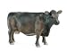 Toys : Angus Cow