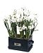 Seven Ziva Paperwhites Holiday Bulbs in Green Tin Box