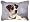 Jack Russell