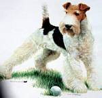 Dog with Golf Ball - Sports and Games Women's Cut T-Shirt
