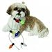 Shih Tzu Gold/White Playing With Christmas Lights Christmas Holiday Ornament Sandicast