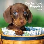 Dachshund Puppies 2009 Mini Wall Calendar
