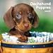   - Dachshund Puppies 2009 Mini Wall Calendar