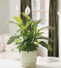 Same Day Flower Delivery Classic Peace Lily