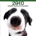 Border Collie 2010 Wall Calendar