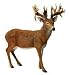 Sporting Goods : Hunter Dan "Big Game Figures" Beatty Buck