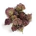 Organic Red Clover Blossoms - 1 oz