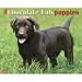 Just Chocolate Lab Puppies 2009 Wall Calendar