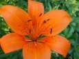 Lilies, Orange Asiatic, Wholesale Box of 120 Flowers