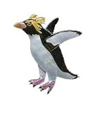  : Clearly Charming Rockhopper Penguin Silver and Enamel Pin