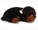   - Rottweiler