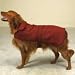 Casual Canine Dog Barn Coat in Red Large