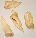 Lamb ears-100pk