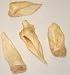 Lamb ears-100pk