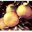 One Gallon Dancy Tangerine Tree
