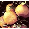 One Gallon Dancy Tangerine Tree