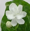 Jasmine Sambac - Arabian Knights Plant