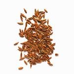 Organic Cumin Seeds (Jeera)