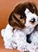  - Tippy German Shorthair Pointer Pup Stuffed Animal 13 inch Plush by Douglas
