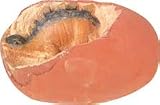 Dino Egg Excavation