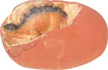 Childrens Toyshop  Third Party New : Dino Egg Excavation