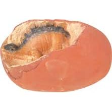 Dino Egg Excavation