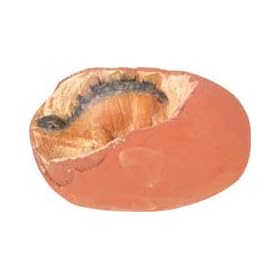 Dino Egg Excavation