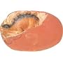 Dino Egg Excavation