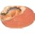 Dino Egg Excavation