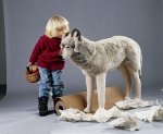 Kösener 4370 - Wolf