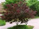 Eastern Red Bud Tree Five Gallon