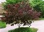 Eastern Red Bud Tree Five Gallon by Monrovia Growers
