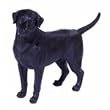 Labrador, black 10 standing Statue