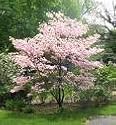 *EXOTIC*10 PINK DOGWOOD TREE SEEDS* SHOWY*rare* #1193A