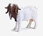Boer He-Goat