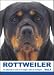   - THE DOG Notecard Vol. 1 - Rottweiler