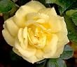 Yellow Flower Carpet Rose Two Gallon