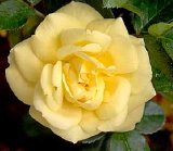 Yellow Flower Carpet Rose Two Gallon