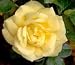Yellow Flower Carpet Rose Two Gallon