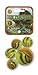 Mega Marbles - TRICERATOPS Marbles Net (1 Shooter Marble, 24 Player Marbles & 2 Display Rings)