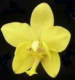 Spathoglottis kimballiana 1402S