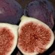 Texas Blue Giant Fig Tree--3 Feet Tall