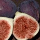 Texas Blue Giant Fig Tree Five Gallon