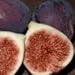 Texas Blue Giant Fig Tree, Five Gallon Container