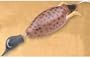 Dokken Dead Fowl Trainer Hunting Dog Dummy