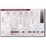Points And Meridians Of Acupuncture Laminated Chart 21ZJR8ZAPAL. SL160 Points And Meridians Of Acupuncture Laminated Chart