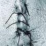 Infliction